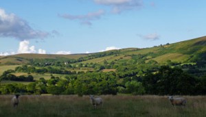 Sheep sentinels